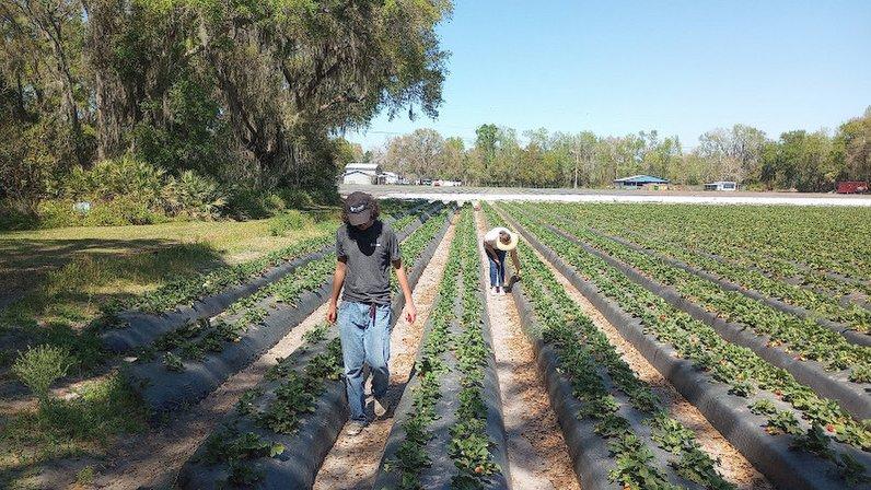 Three Sons Farm & Produce Pick your own F, S,S