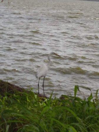 Lake Wales Ridge Wildlife and Environmental Area - Lake Blue