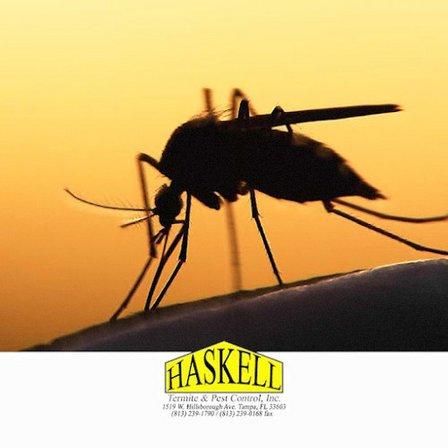 Haskell Termite & Pest Control Inc.