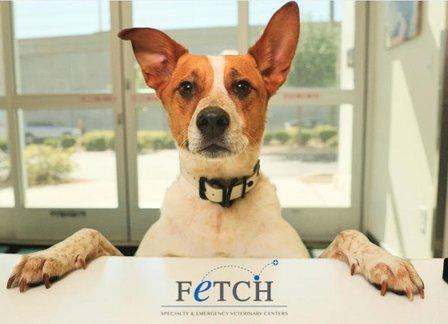 Fetch Specialty & Emergency Veterinary Centers - Brandon, FL