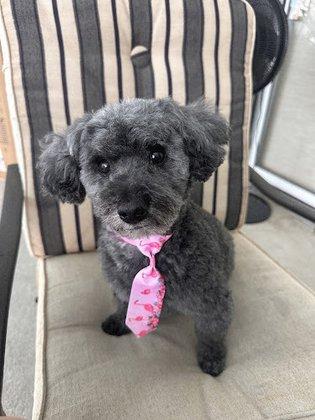 Oh Puppy! pet grooming