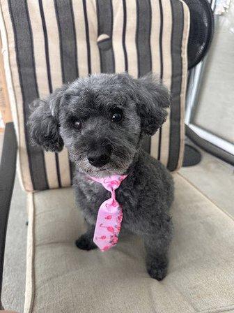 Oh Puppy! pet grooming