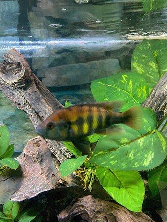 Tampa Bay Cichlids