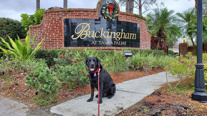 Buckingham, Tampa Palms