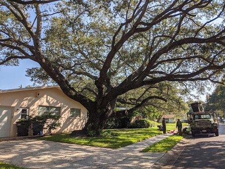 Martin Arborcare Tree Service & landscape