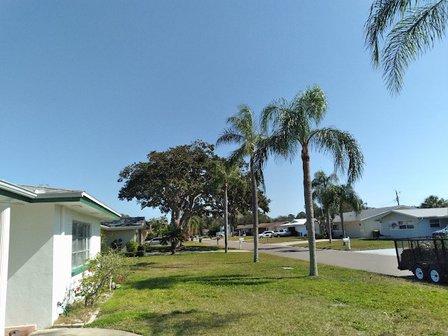 Tree and Palm Service