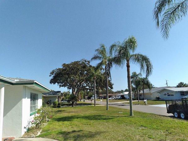 Tree and Palm Service