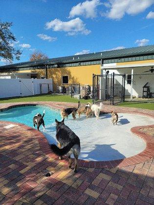 New Tampa Pet Resort