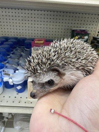 Zuri Palomas Pet Shop