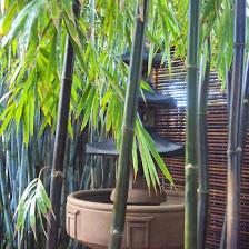 Island Bamboo