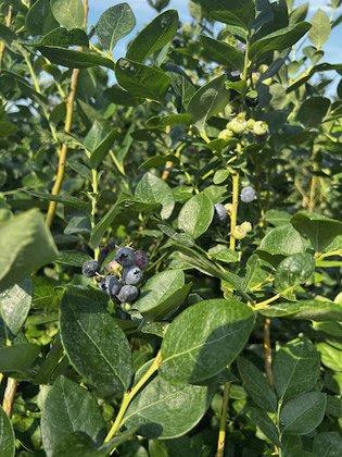 Lyna Berry Farm
