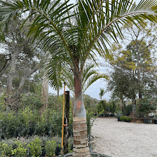 Lake Keystone Tree Farm; Inc.