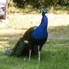 Boyette Springs HOA
