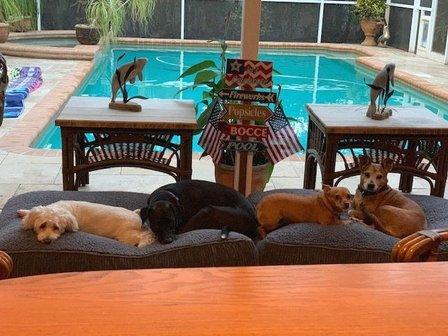 JoePaw's Pet Paradise