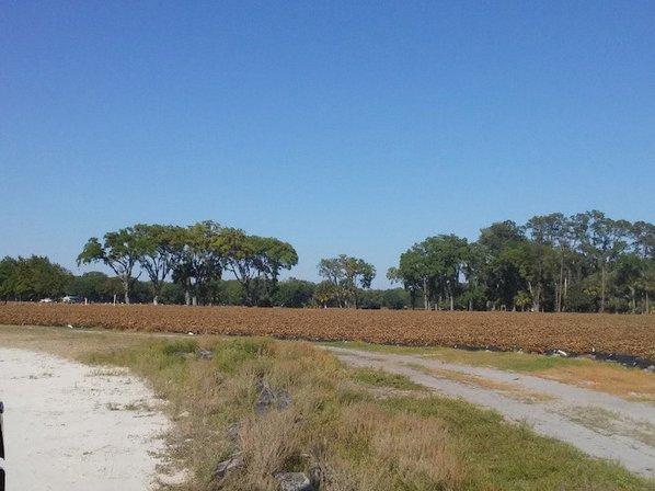 Hinton Farms