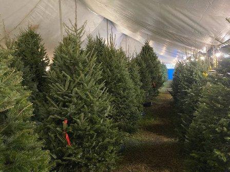 Tree Brothers Christmas