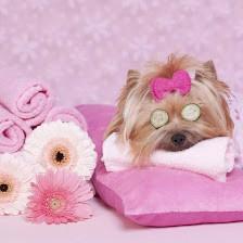 A Cut Above Pet Grooming