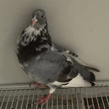 Lamadrid pet shop llc