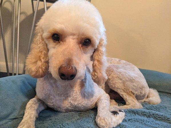 ShamPoodles by Ashley