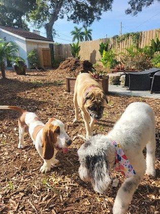 Nuts About Mutts Pet Sitting
