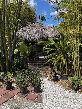 Island Bamboo