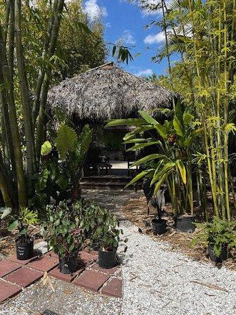 Island Bamboo