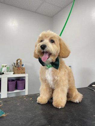 Toby's Grooming Place