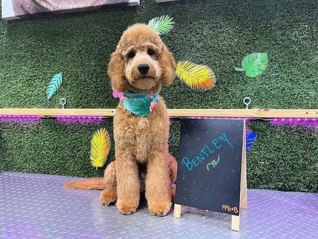 Paradise Pet Grooming & Boarding