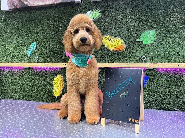 Paradise Pet Grooming & Boarding