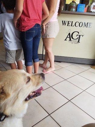 Animal Coalition of Tampa