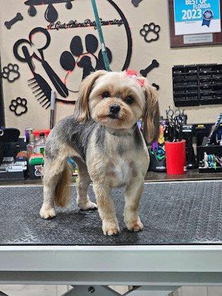 A Cut Above Pet Grooming