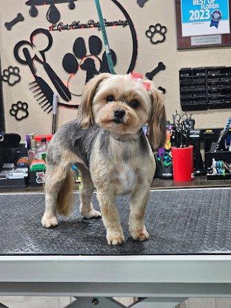 A Cut Above Pet Grooming