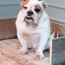 Happy Tail Spa mobile grooming llc