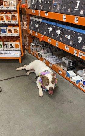 Tip Top K9 Dog Training