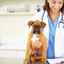 Wesley Chapel Veterinary Clinic