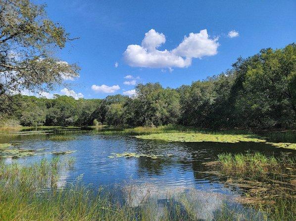 Violet Cury Preserve