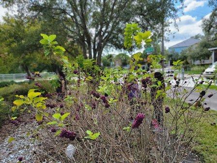 Ridgewood Park Butterfly Garden