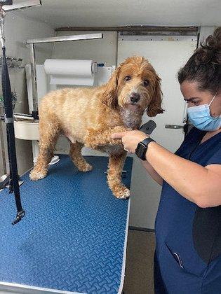 Happy Tail Spa mobile grooming llc