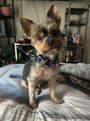 Fancy That Dog Grooming