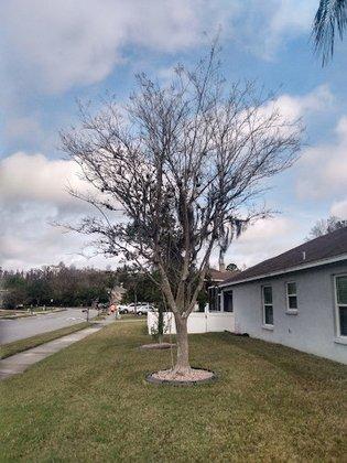 K&D Tree Service