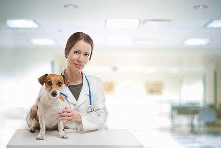 Wesley Chapel Veterinary Clinic