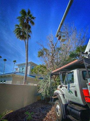 Hulk Tree Service