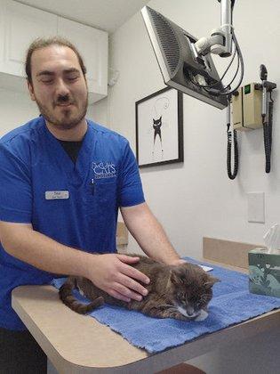 All Cats Hospital