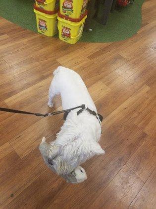 Pet Supermarket