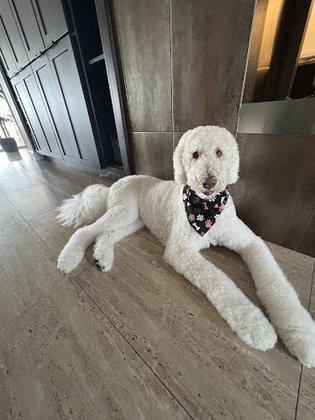 Woof Gang Bakery & Grooming Treasure Island