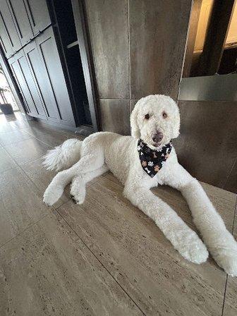 Woof Gang Bakery & Grooming Treasure Island