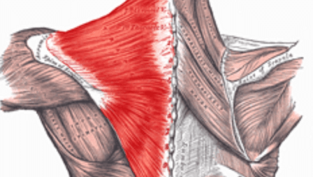 The Center for Neurosomatic Studies