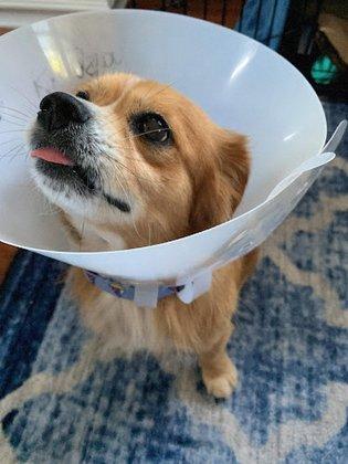 Operation: SNIP Spay Neuter Clinic and Operation: SNIP Wellness Center