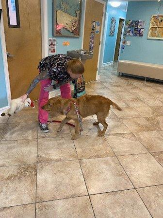 Indian Rocks Beach Animal Hospital
