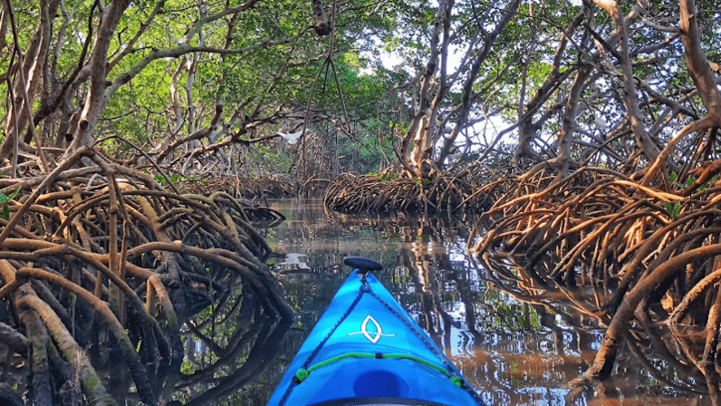 Coastal Kayak Charters